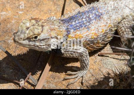 Wüste stachelige Echse close-up (Magister) Dceloporus Southrn Arizona Stockfoto