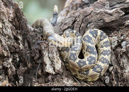 Mit herausgestreckter Zunge black-tailed Klapperschlange (Crotalus molossus) südlichen Arizona Stockfoto