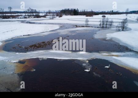 Jupperschwäne, Cygnus cygnus, der während der Frühjahrswanderung auf einer überfluteten Wiese in Estland schwimmt. Stockfoto