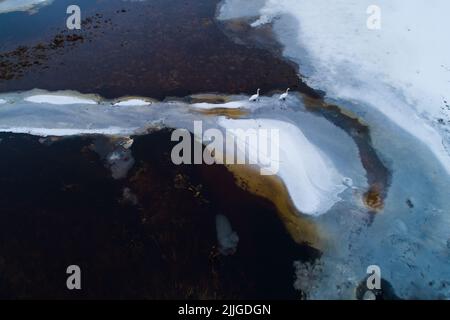 Jupperschwäne, Cygnus cygnus, der während der Frühjahrswanderung auf einer überfluteten Wiese in Estland schwimmt. Stockfoto