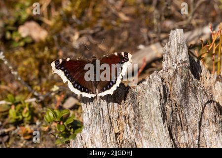 Ein trauernder Umhang, Nymphalis Antiopa-Schmetterling, der an einem Frühlingstag in Estland, Nordeuropa, auf einem toten Baum ruht. Stockfoto