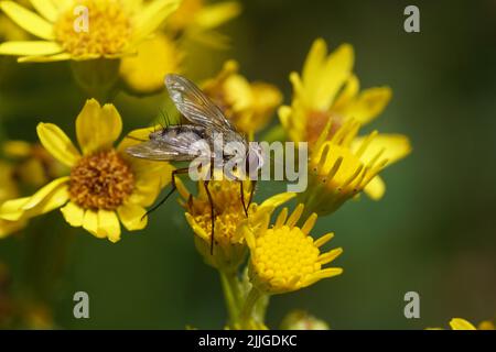 Nahaufnahme der Tachinidfliege Prosena siberita. Familie Tachinidae. Auf verschwommenen Blüten von Ragwurz (jacobaea vulgaris, Senecio jacobaea). Sommer, holländischer Garten. Stockfoto