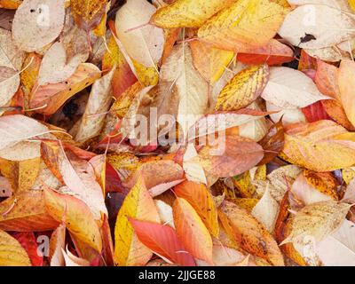 In der Herbstsaison auf dem Boden verstreute Blätter eines Kirschbaums (Prunus kanzan) Stockfoto