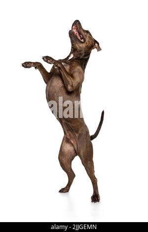 Studioaufnahme eines schönen, reinrassigen Hundes, eines amerikanischen Pitbull-Terriers, der auf Hinterbeinen steht und isoliert auf weißem Hintergrund posiert Stockfoto