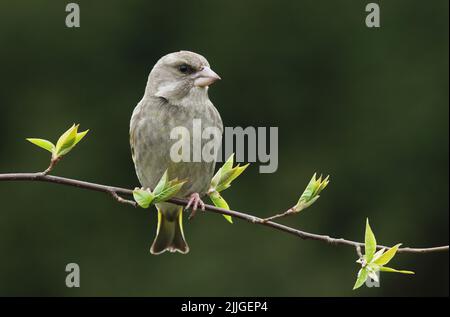 Weiblicher europäischer Grünfink, Chloris chloris, hoch oben auf einem Birdkirschzweig während eines Frühlingstages im estnischen borealen Wald Stockfoto