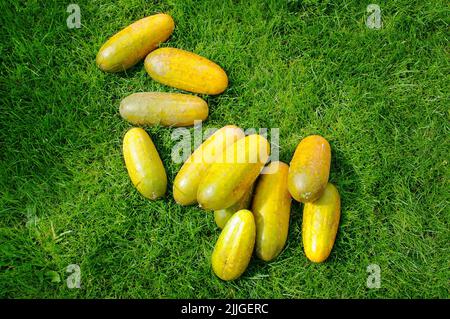 Gelbe reife Gurkenfrüchte liegen auf dem grünen Gras. Draufsicht. Stockfoto