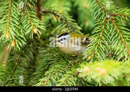 Eine kleine und farbenfrohe Gemeine Feuerreste, Regulus ignicapillus inmitten von Fichtenzweigen im estnischen borealen Wald Stockfoto