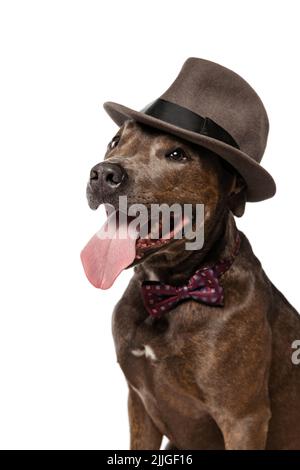 Studioaufnahme des reinrassigen Hundes, american Pit Bull Terrier, posiert isoliert in stilvollem Hut und Krawatte auf weißem Hintergrund Stockfoto