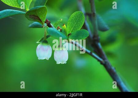 Nahaufnahme einer blühenden Bog Bilberry, Vaccinium uliginosum im estnischen borealen Wald Stockfoto