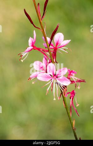 Rosa Oenothera lindheimeri Gaura Blumenporträt Stockfoto