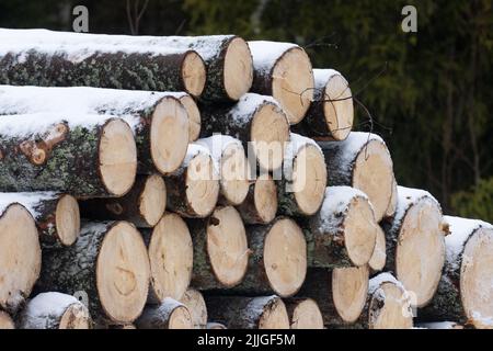 Frisch geschnittene und stapelbare Fichtenholz mit einer dünnen Schneeschicht in Estland Stockfoto