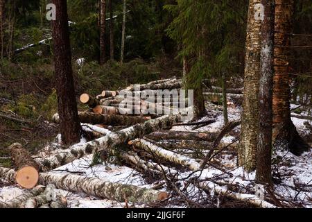 Frisch geschlagener Baumstamm in einem winterlichen Nadelwald Stockfoto