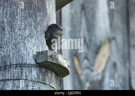 Eine europäische Passerin Common Swift, Apus apus, der während der Sommerzeit in Estland aus einem Nistkasten schaut Stockfoto