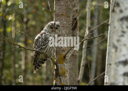 Juvenile Uraleule, Strix uralensis hoch oben in einem sommerlichen borealen Wald in Estland, Nordeuropa Stockfoto