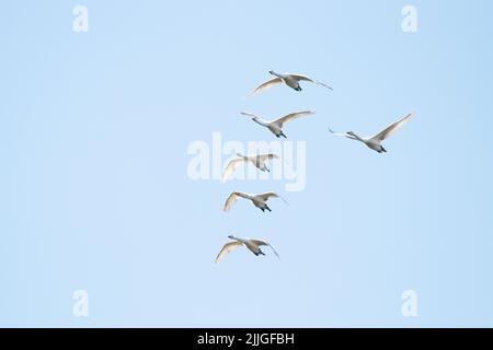 Herde von Whooper-Schwanen, Cygnus cygnus im Flug während der Frühjahrswanderung in Nordeuropa. Stockfoto