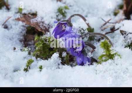 Kleine Leberwürze, Hepatica nobilis-Blüten nach Frühlingsschnee in Estland, Nordeuropa Stockfoto