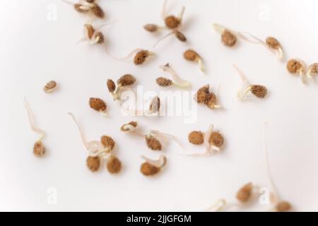 Tomaten aus Samen anbauen, Schritt für Schritt. Schritt 2 - die Samen sind gekeimt. Stockfoto