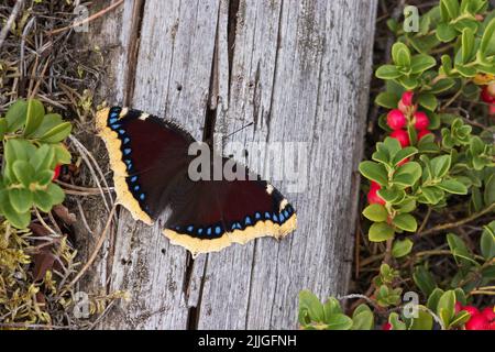 Der Nymphalis Antiopa-Schmetterling, der an einem späten Sommertag in Estland, Nordeuropa, auf einem toten Baum ruht, ist ein lebendiger, trauernder Umhang. Stockfoto