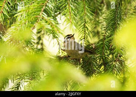 Eine kleine und farbenfrohe Gemeine Feuerreste, Regulus ignicapillus inmitten von Fichtenzweigen im estnischen borealen Wald Stockfoto