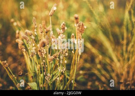 Nahaufnahme einer winzigen Schnecke mit verschwommener Vegetation im Hintergrund. Stockfoto