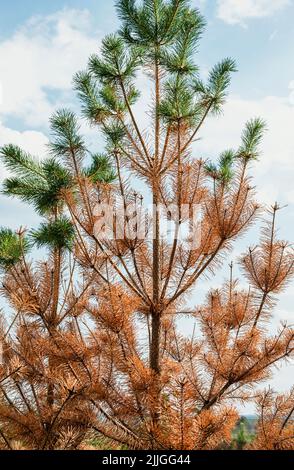 Getrocknete Nadelgelber Nadelbaum verbrannten Stamm langsam erholt nach abnormaler Hitze und Dürre oder Feuer Klimawandel Ökosystem Stockfoto