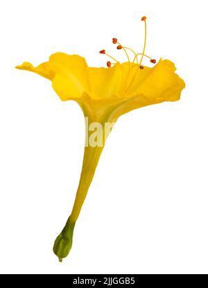 YellowFour Uhr Blume isoliert auf weißem Hintergrund Stockfoto