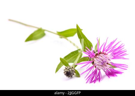 Kurze umrandete, auf weißem Hintergrund isolierte Blüten-Krabbenkrautblüte Stockfoto