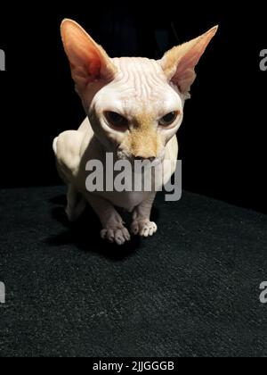 Eine vertikale Aufnahme einer entzückenden kanadischen Sphynx-Katze, die auf einem schwarzen Hintergrund posiert Stockfoto