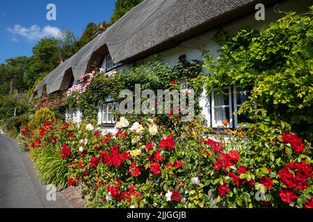 Farbenfrohe, strohgedeckte Hütte mit Rosen, Wherwell, Test Valley, Hampshire, England, Vereinigtes Königreich, Europa Stockfoto