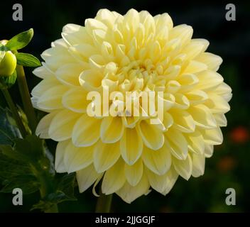 Nahaufnahme einer einzelnen blassgelben Dahlia (Honey Dew)-Blume. Stockfoto