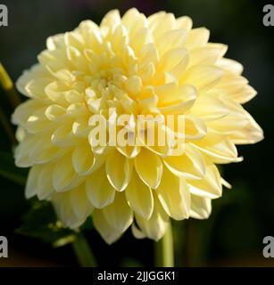 Nahaufnahme einer einzelnen blassgelben Dahlia (Honey Dew)-Blume. Stockfoto