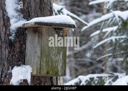 Kleine eurasische Zwergeneule, Glaucidium passerinum, aus einem Vogelnistkästchen im borealen Wald Stockfoto