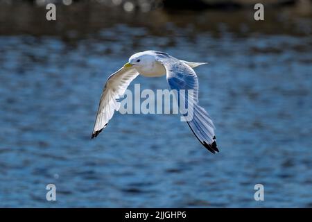 Schwarz-legged Kittiwake Stockfoto