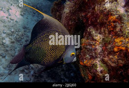 Ein französischer Angelfisch (Pomacanthus paru) in Cozumel, Mexiko Stockfoto