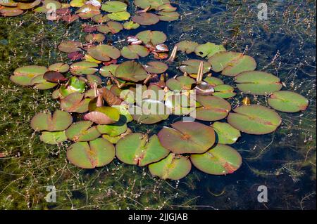 Eine Gruppe grüner Seerosen schwamm im Sommer auf einem Teich in Irland Stockfoto