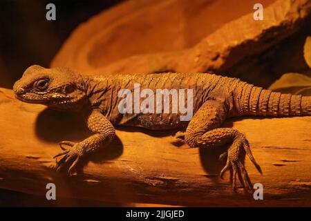 Nahaufnahme der ägyptischen Wüstenagama, Trapelus mutabilis, in einem Terrarium im Zoo Parc Paradisio Stockfoto