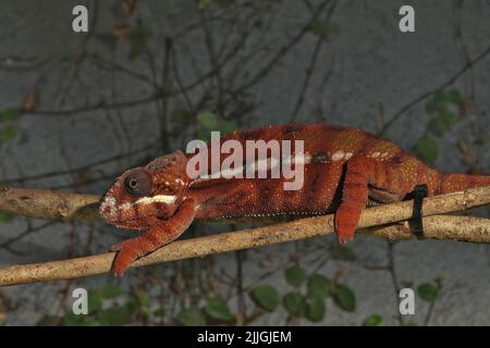 Nahaufnahme eines braunen bis roten Panther-Chamäleons, Furcifer pardalis endemi bis Madagaskar Stockfoto