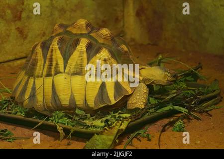 Nahaufnahme der vom Aussterben bedrohten Angonoka-Schildkröte, Astrochelys yniphora, die in Madagaskar endemisch ist, im Parc Paradisio Zoo Stockfoto