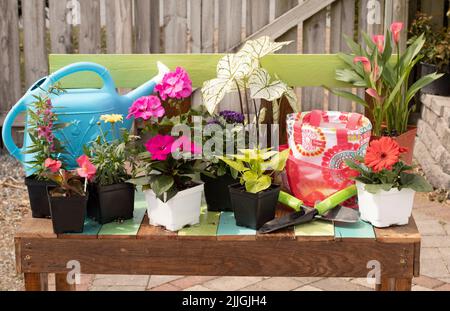 Farbenfrohe Gartenarbeitsbank mit einer Auswahl an blühenden Blumen und Werkzeugen im Frühjahr. Stockfoto