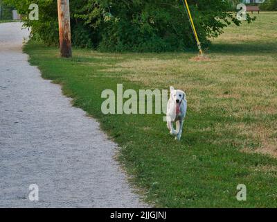 Der beste Freund des Menschen kehrt zurück, nachdem er im Heritage Dog Park in Olathe, KS, herumgelaufen ist. Stockfoto