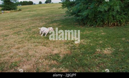 Es sieht so aus, als hätte jemand die Zoomien. Standard-Pudel läuft im Kreis im Heritage Park in Olathe Kansas. Stockfoto