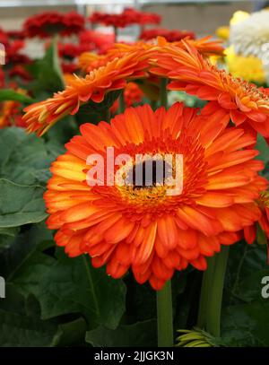 Eine orange Gerbera Blume mit einem schwarzen Herzen. Die Gerbera gehört zur Familie der Gänseblümchen Stockfoto