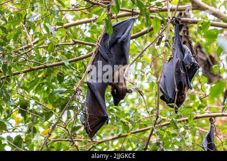 Strohbärte Fruchtbat - Eidolon helvum, schönes kleines Säugetier aus afrikanischen Wäldern und Wäldern, Bwindi, Uganda. Stockfoto