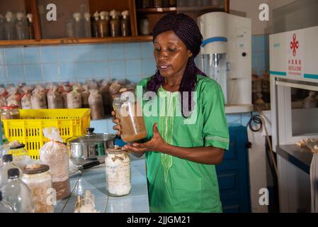 Bangui, Zentralafrikanische Republik. 1.. Juni 2022. Am 1. Juni 2022 überprüft ein Labortechniker die Myzel-Flasche in Bangui, Zentralafrikanische Republik. ZUM THEMA „Feature: Chinese Juncao Technology brings hope to Mushroom Growers in Central African Republic“ Quelle: Luo Yu/Xinhua/Alamy Live News Stockfoto