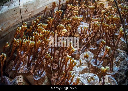 Bangui. 1.. Juni 2022. Das Foto vom 1. Juni 2022 zeigt Pilze, die von chinesischen Experten in Bangui, Zentralafrikanische Republik, kultiviert wurden. ZUM THEMA „Feature: Chinese Juncao Technology brings hope to Mushroom Growers in Central African Republic“ Quelle: Luo Yu/Xinhua/Alamy Live News Stockfoto