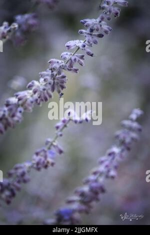 Mehrere Spitzen von purpurem russischen Salbei, Perovskia atriplicifolia oder Salvia yangii, auf einem verschwommenen Hintergrund im Sommer oder Herbst in Lancaster, Pennsylvania Stockfoto