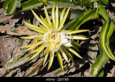 Der nächtblühende Cereus, Selenicereus undatus, auch bekannt als der Dragonfruitkaktus. Chile. Stockfoto
