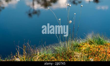 Schöne Borsten einer blühenden Alpenbullenpflanze (Trichophorum alpinum) in einem schönen Moor in Zentral-Estland. Stockfoto