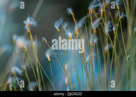 Schöne Borsten einer blühenden Alpenbullenpflanze (Trichophorum alpinum) in einem schönen Moor in Zentral-Estland. Stockfoto