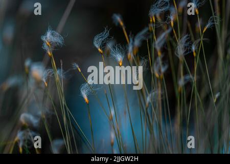 Schöne Borsten einer blühenden Alpenbullenpflanze (Trichophorum alpinum) in einem schönen Moor in Zentral-Estland. Stockfoto